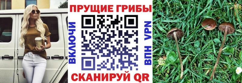 где можно купить   Жуковский  Псилоцибиновые грибы Magic Shrooms 